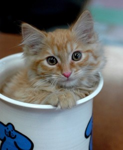 21 Pictures of Cats Looking Cute in Cups