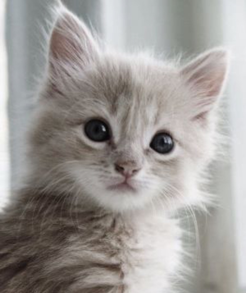 cute kitten copy