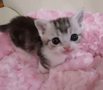 kitten eyes