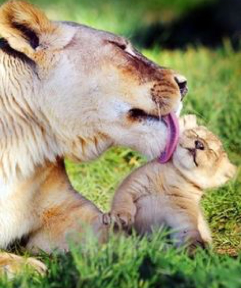 lion lick