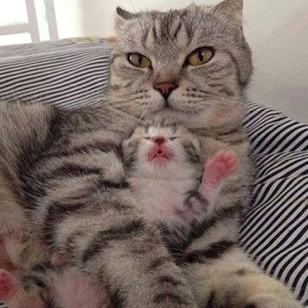 mama and kitten copy
