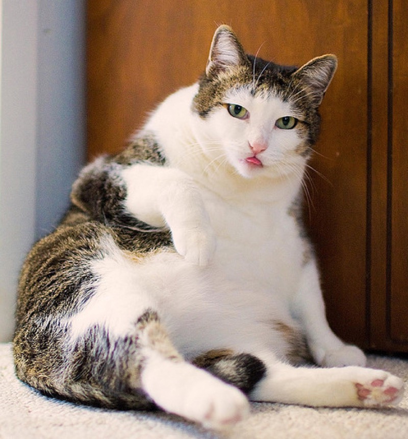 16 Pictures of Cats Sitting Like Humans We Love Cats and Kittens