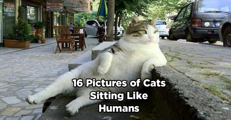16 Pictures Of Cats Sitting Like Humans We Love Cats And Kittens 