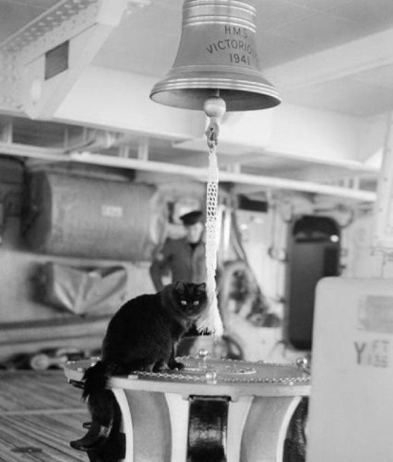 13 Great Reasons Why Black Cats are Awesome!