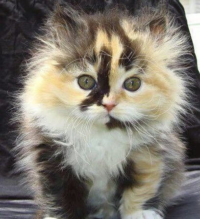 calico kitten 1