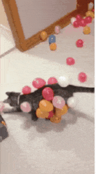 cat balloon final