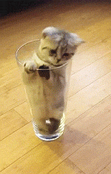 cup kitty