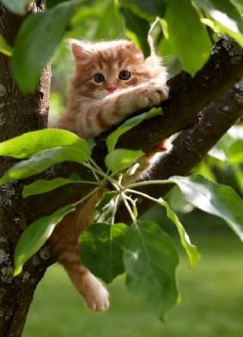 in the tree