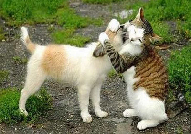 18 Pictures of Cats Caught Loving Dogs We Love Cats and Kittens