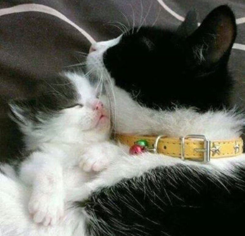 mum cuddles bw kitten