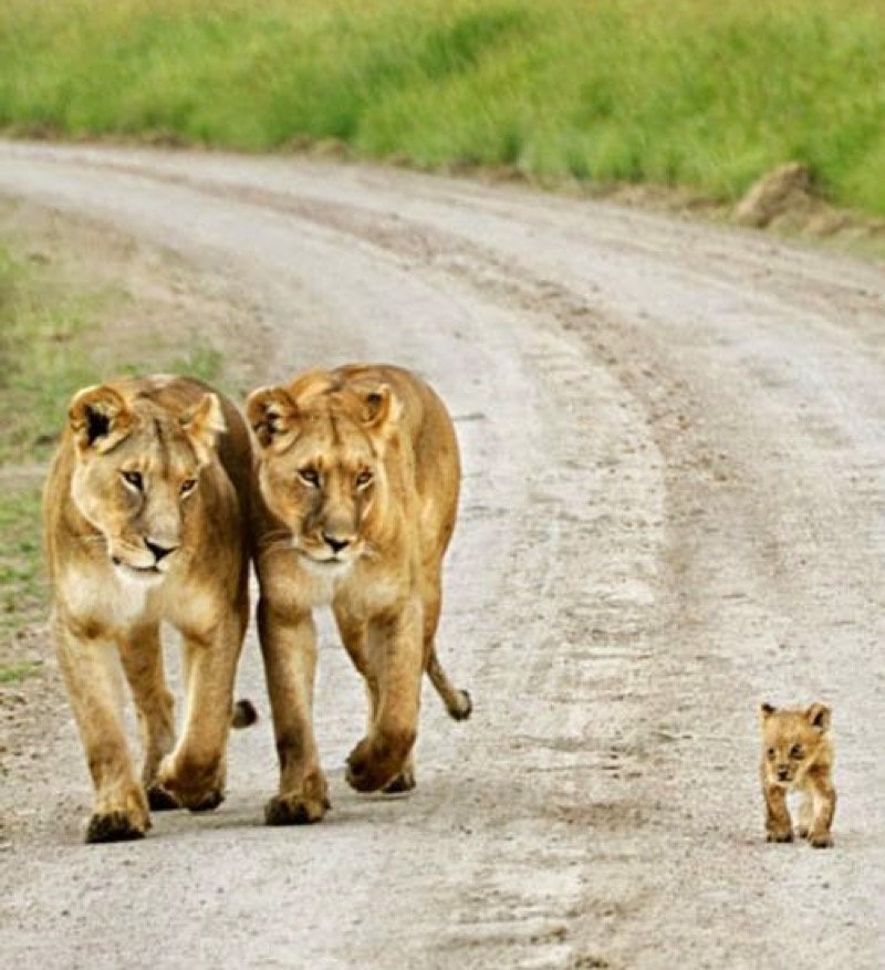 2 lions and cub