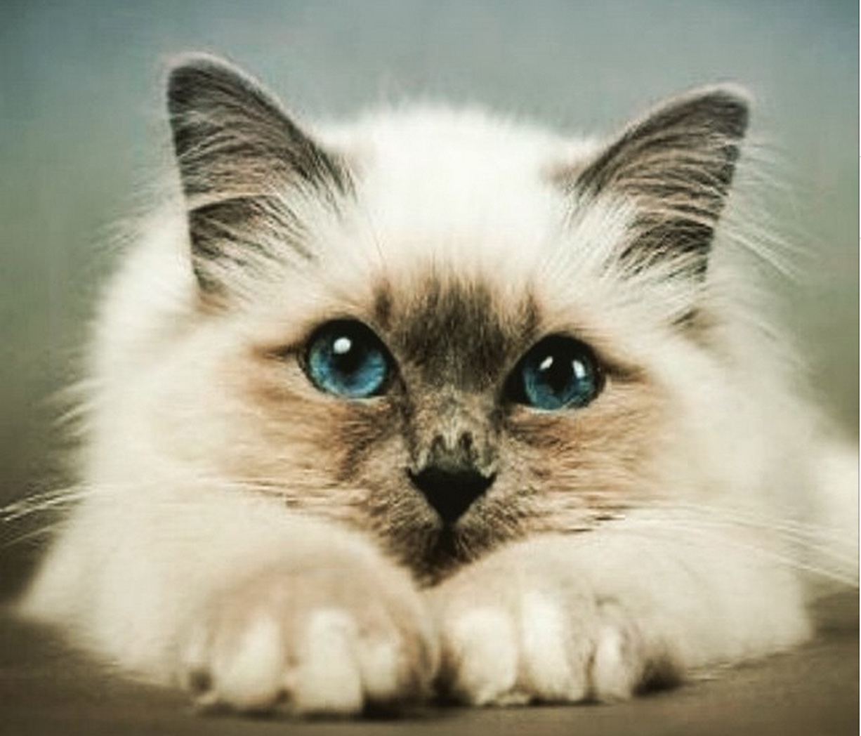blue eyed beauty