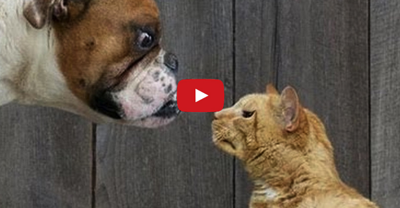 Cats Vs Dogs – The Battle Commences