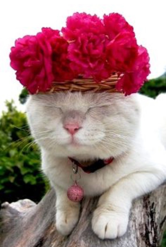 16 Cats That are Full of the Joys of Spring