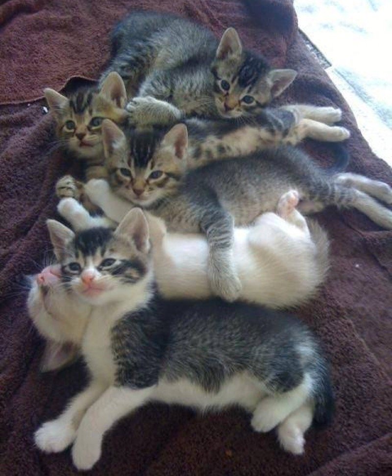 Pile of kittens