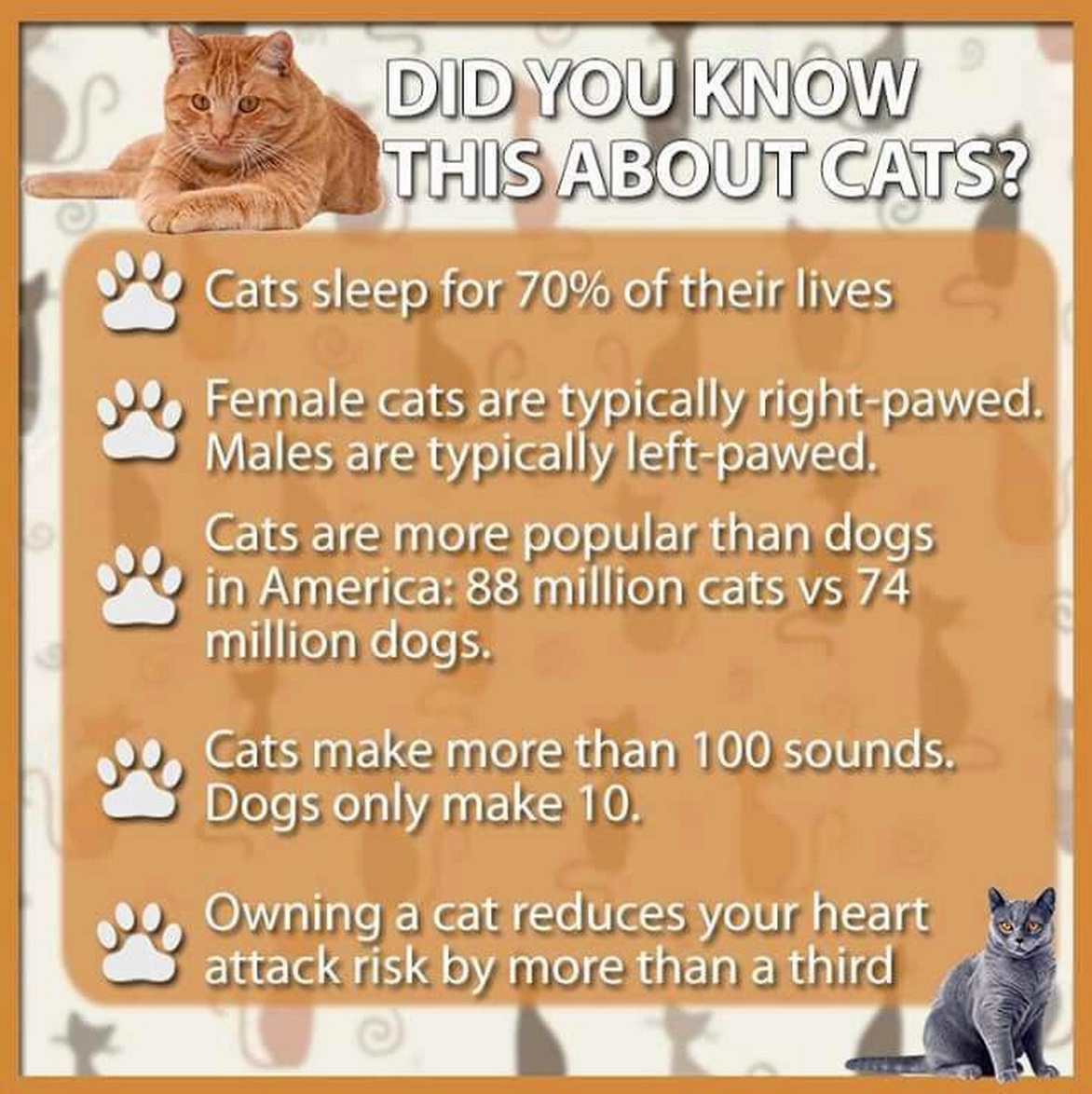 cat info