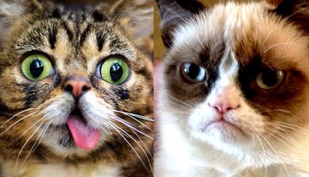 Watching Cat Videos Boosts Energy and Positive Emotions