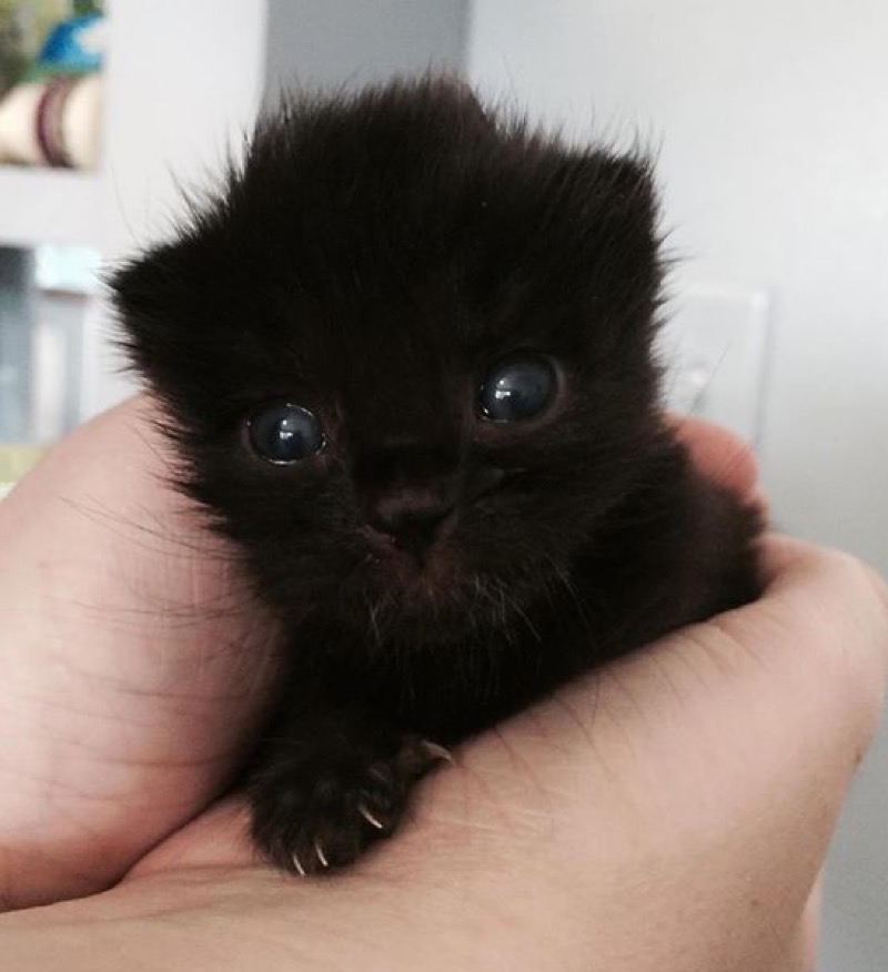 eyes black kitten