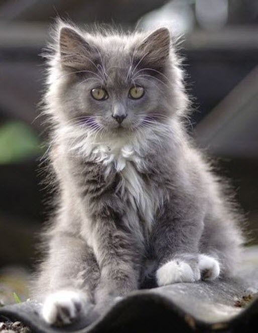 grey cutie