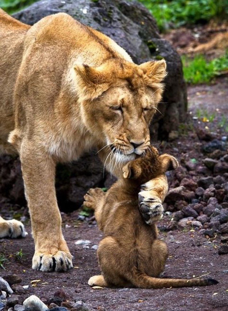 lioness and cub