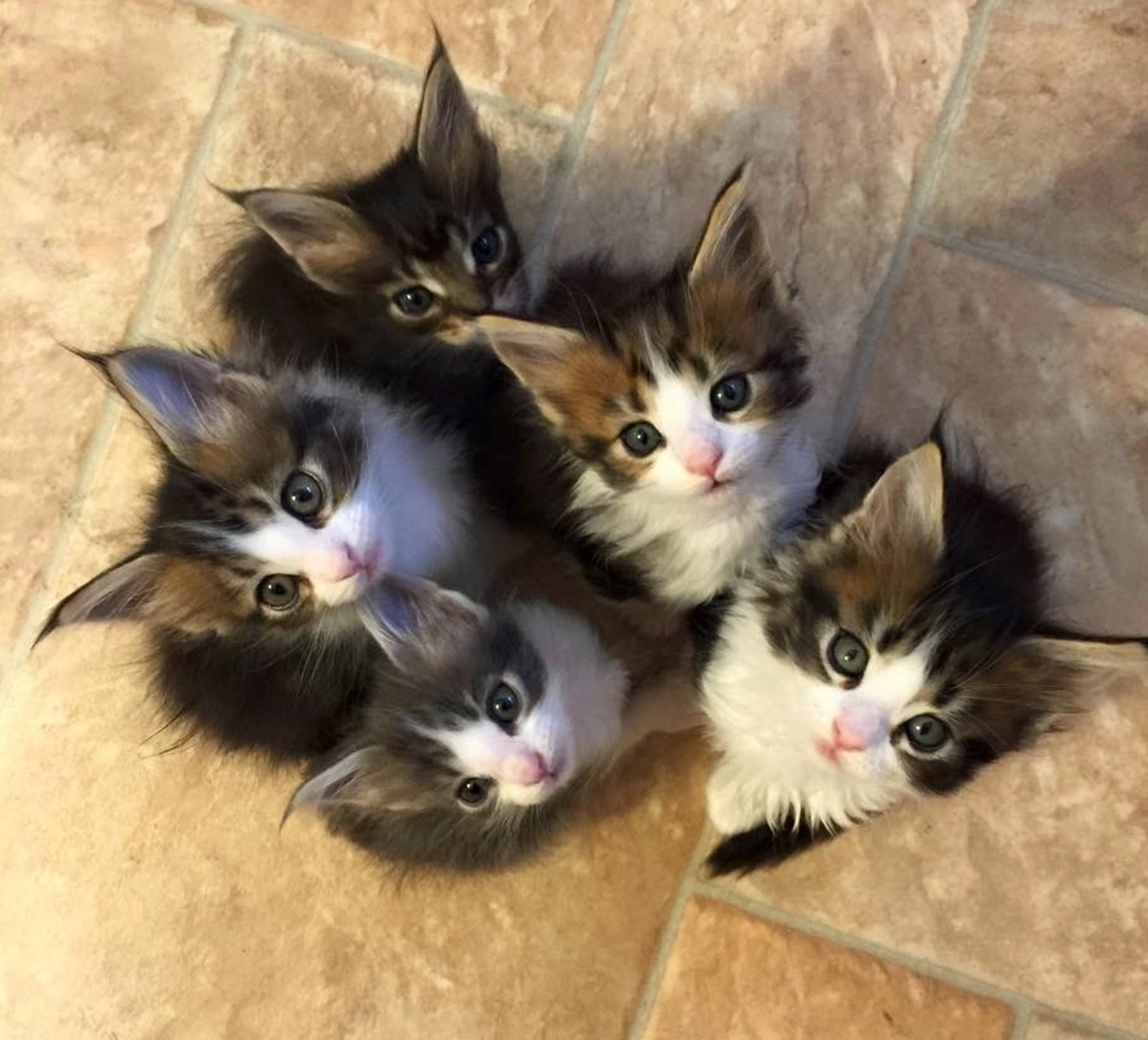 maine coon kittens 2