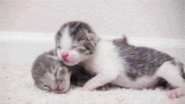 Newborn-kitten-gif