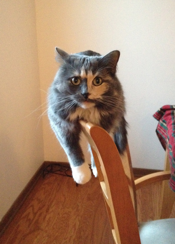 16 Great Pictures of Cats With Attitude