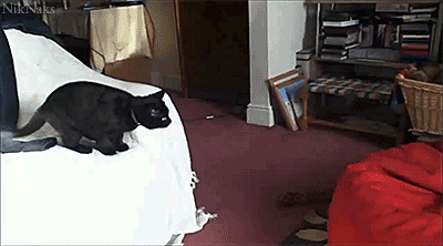 gif-cat-jump-couch-664176