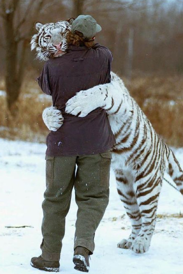 tiger hug