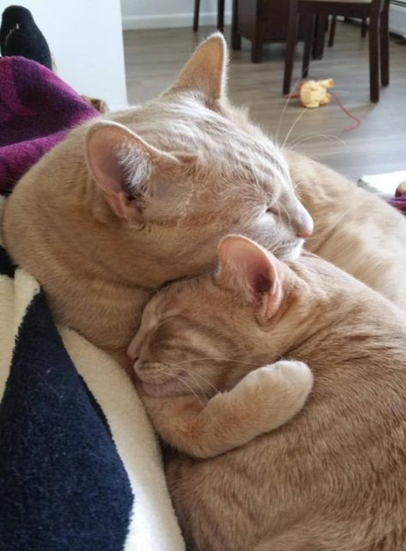 2 ginger cuddle