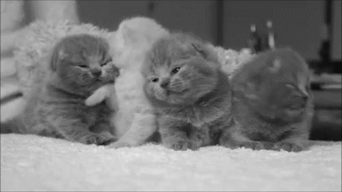 4 cuteness overload