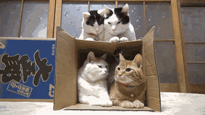 Cat-backs-out-of-box-of-cats