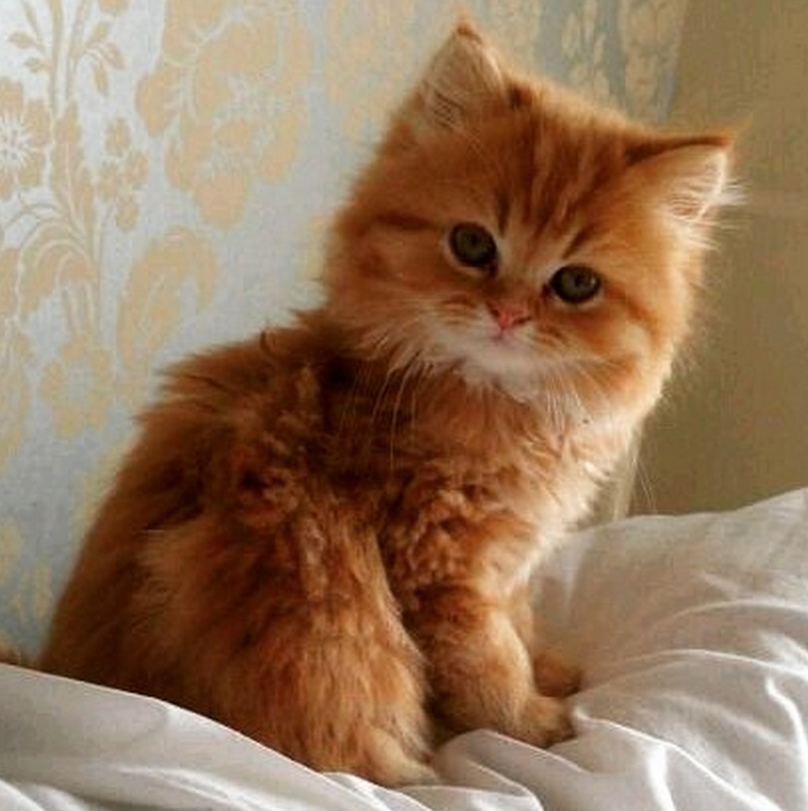 What a ginger cutie!