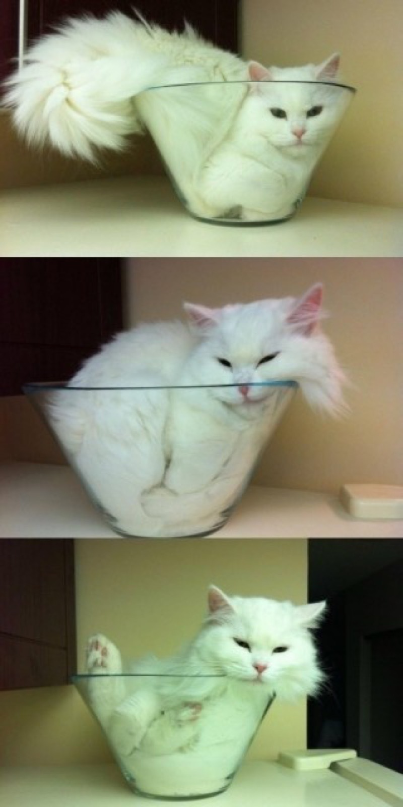 cat in vase