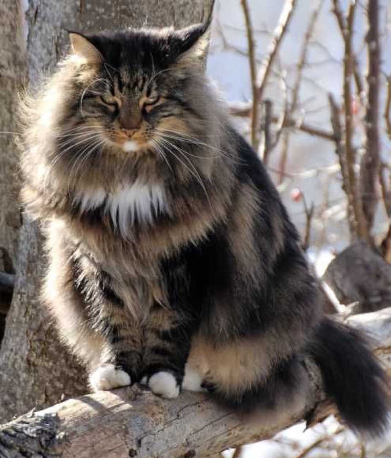 fab maine coon