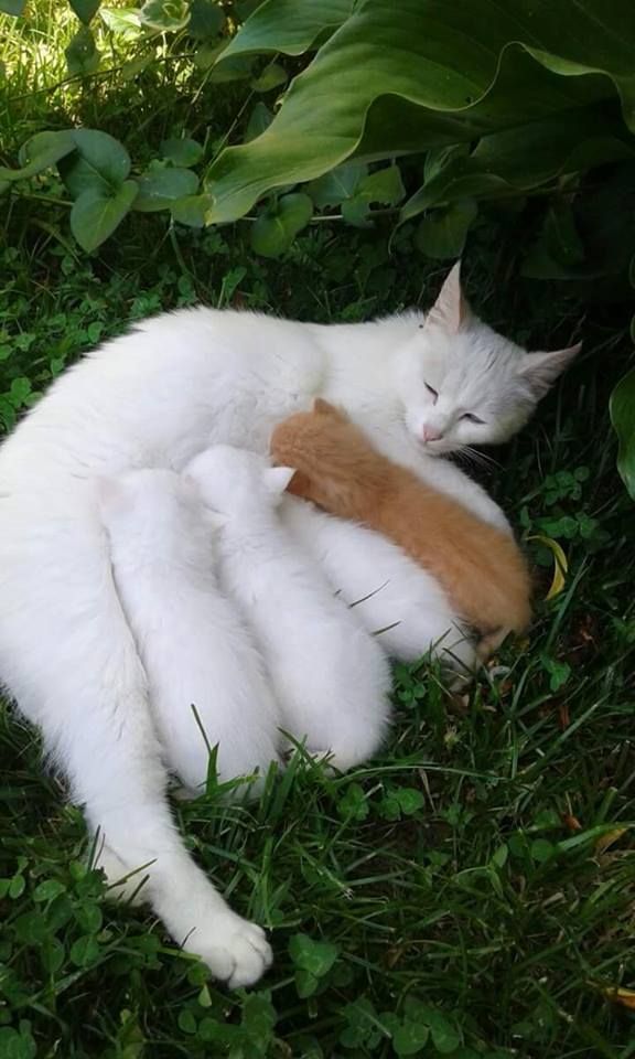 ginger kitten with white
