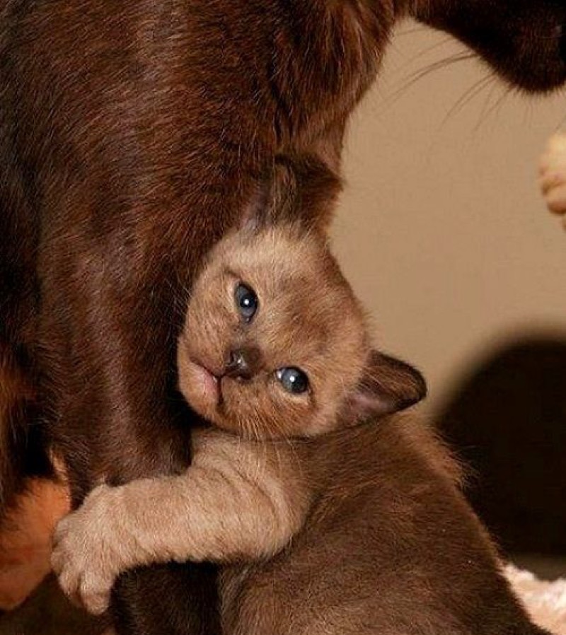 kitten hugs