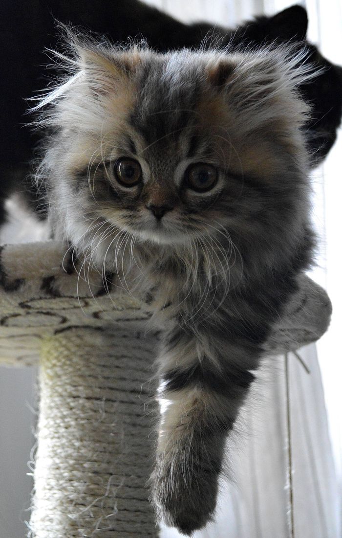 kitten on cat tree