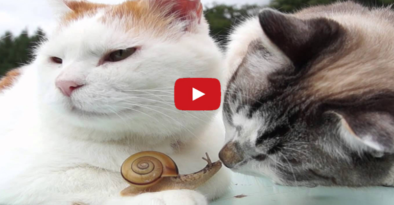 Two Cats And Their Friend The Snail