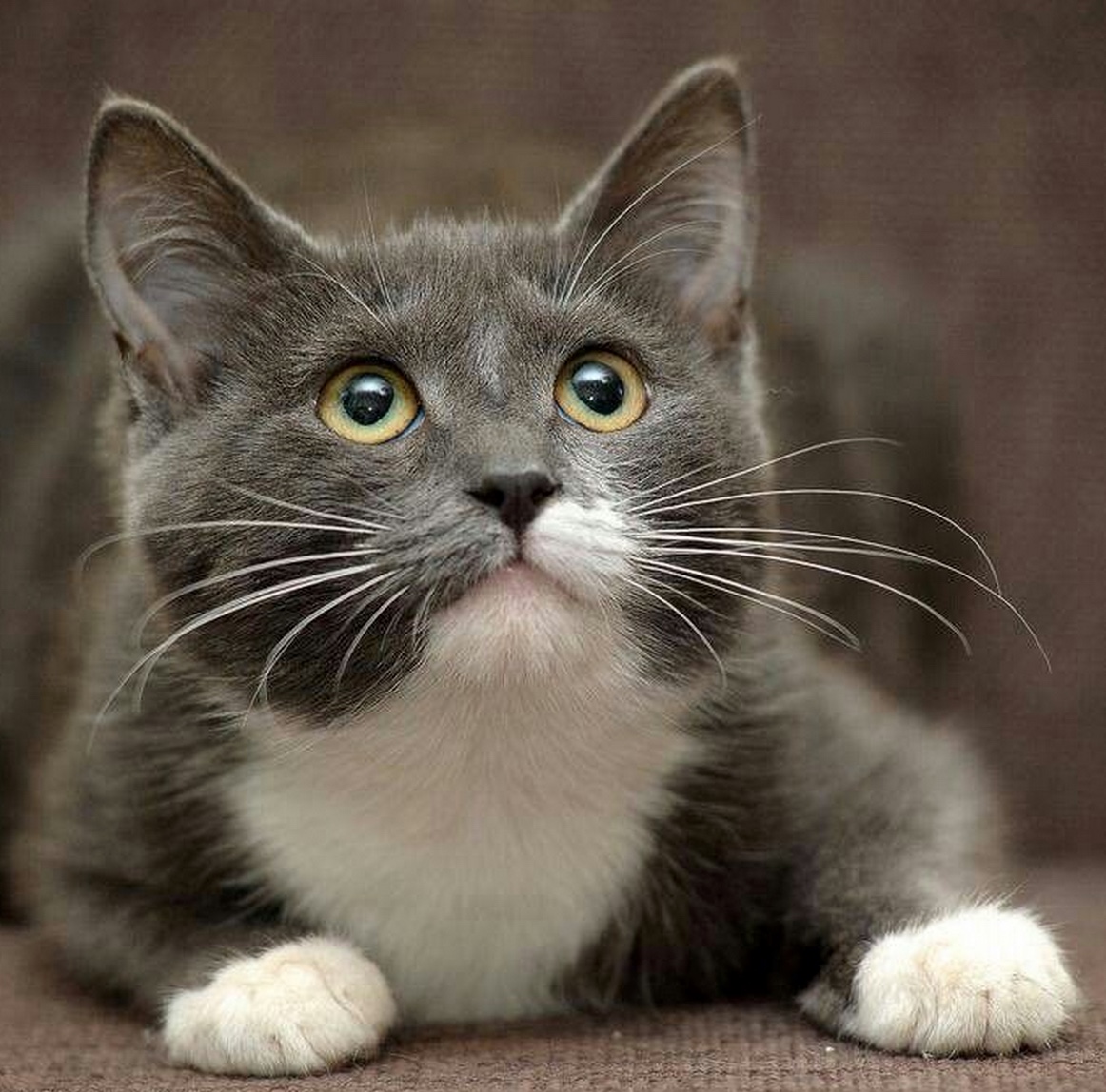 adorable grey and white