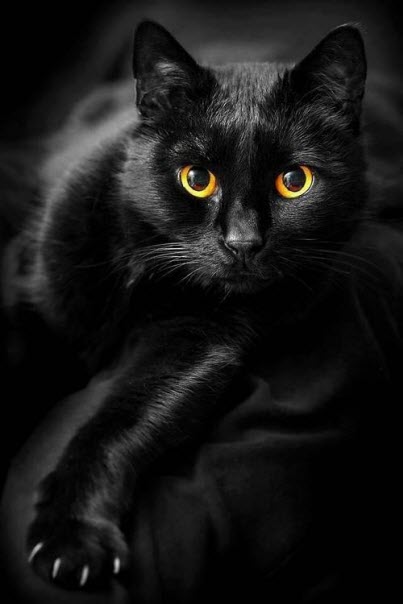 black cat orange eyes