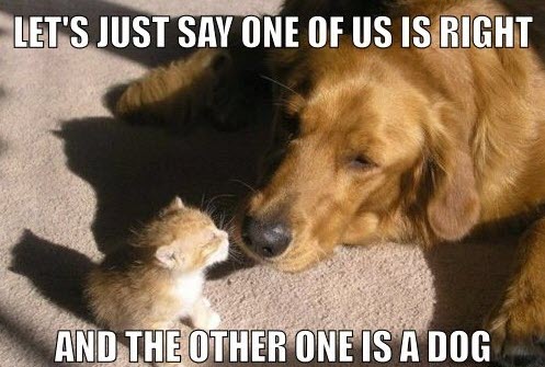cat and dog LOL