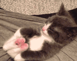 cute-kitty-toes