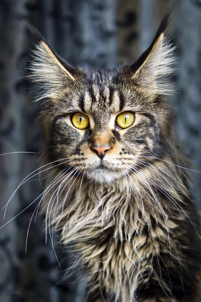 fab maine coon copy