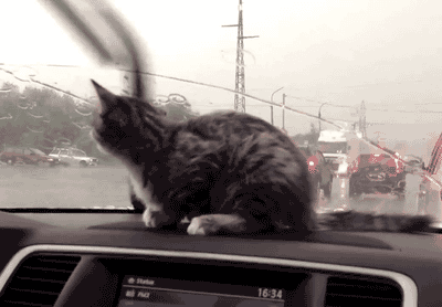 i will catch those wipers