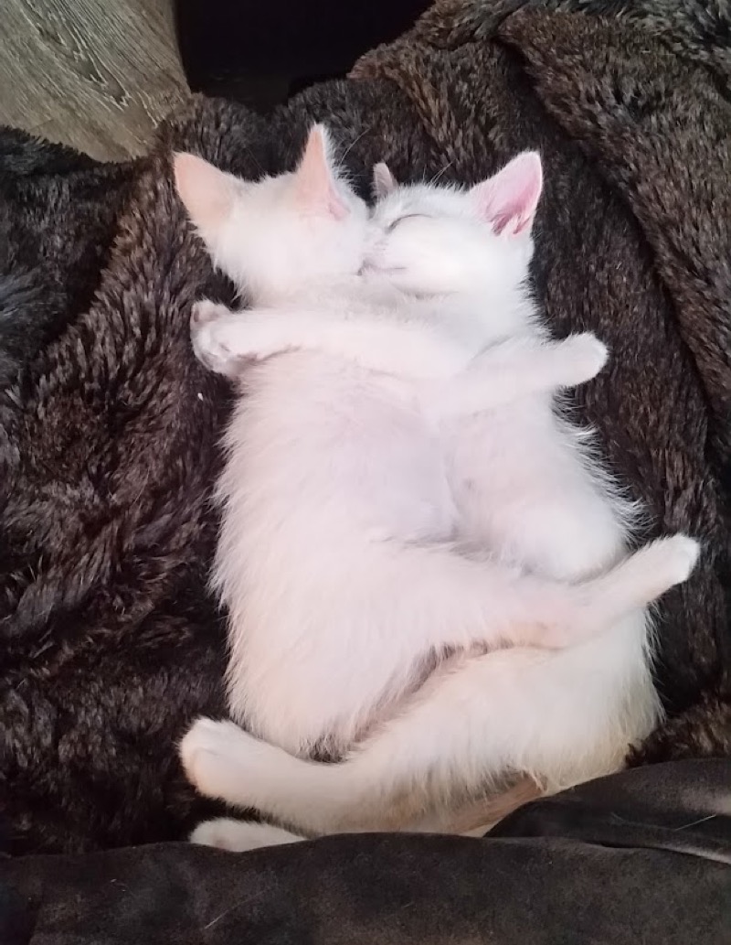 kitten cuddles copy