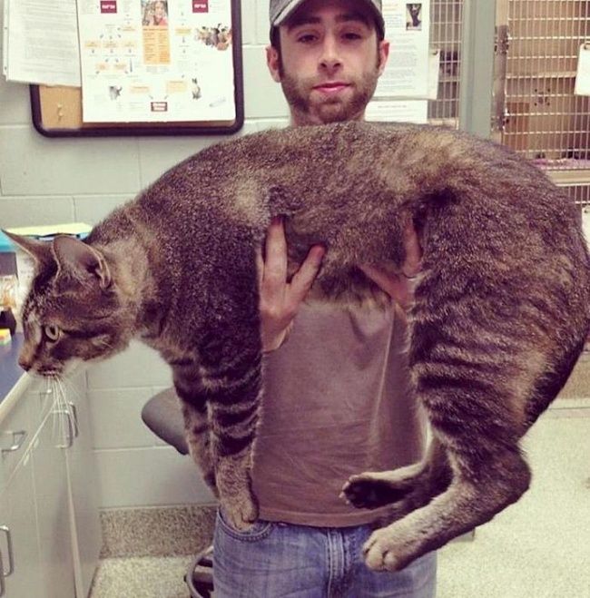 15 (Very!) Large Cats That Do Not Doubt How Cool They Are