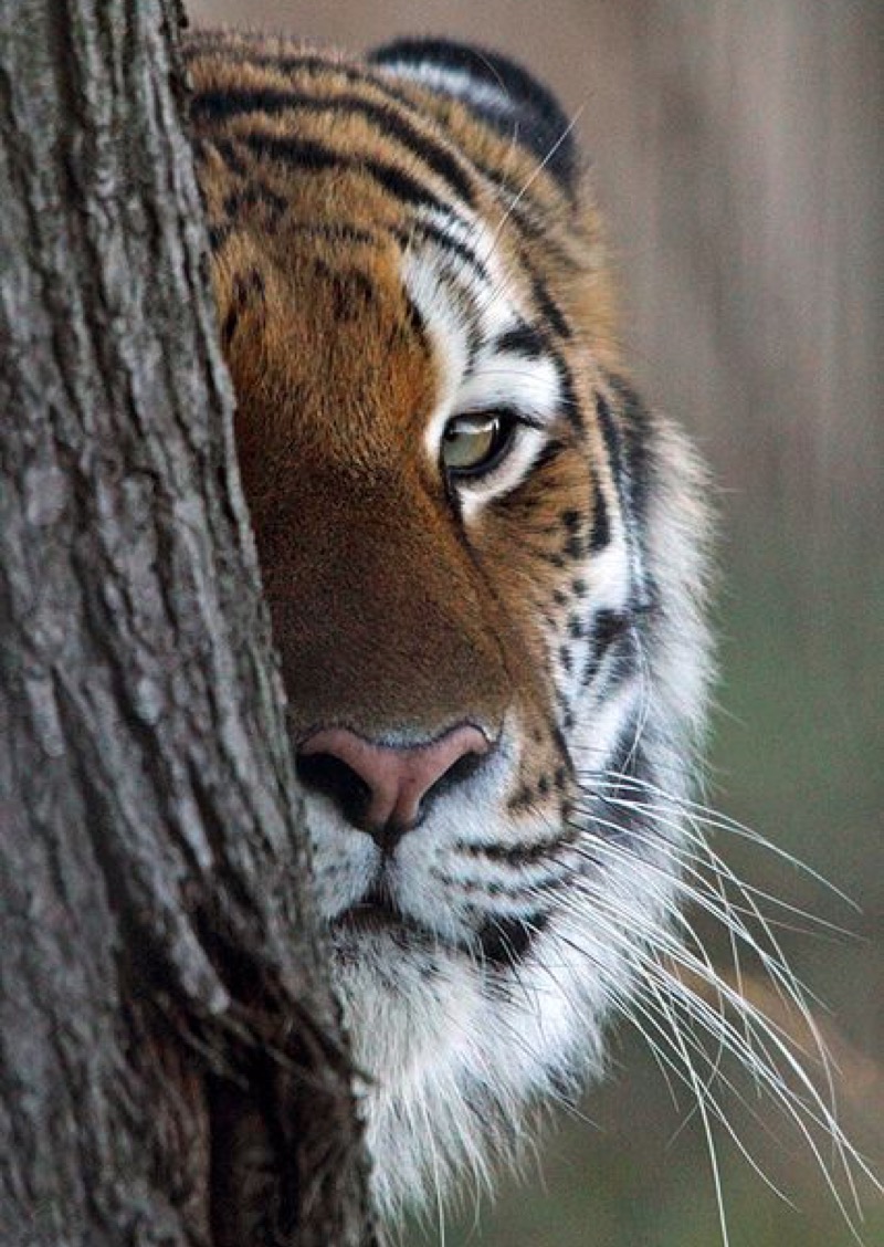 peek tiger