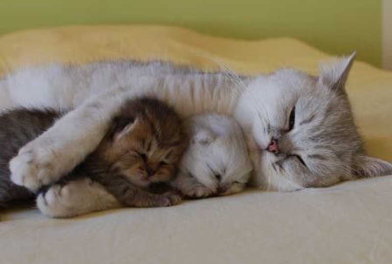 perfect cuddle