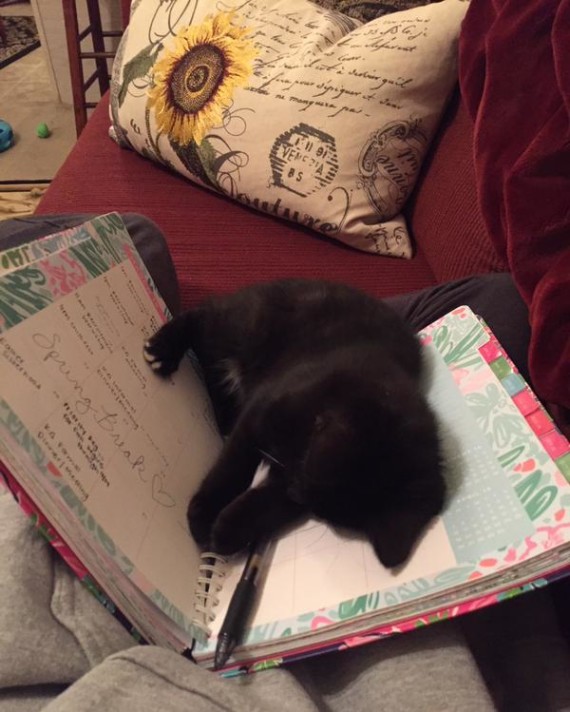 15 Cats Who Have No Intention Of Letting You Read Your Book